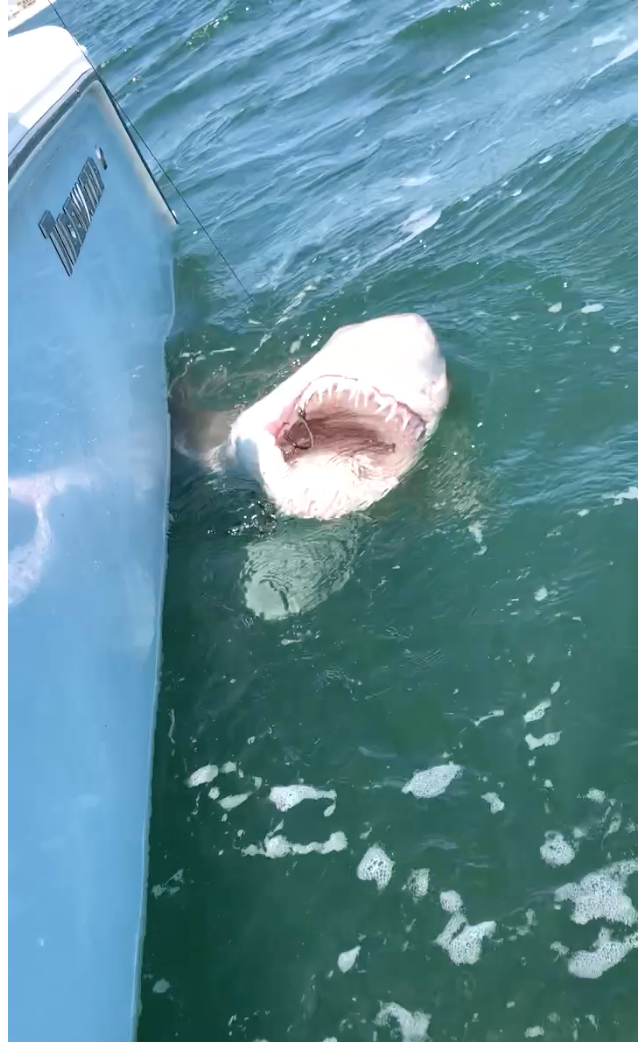 Photo Gallery | Blue Marlin Boats | Seaford New York